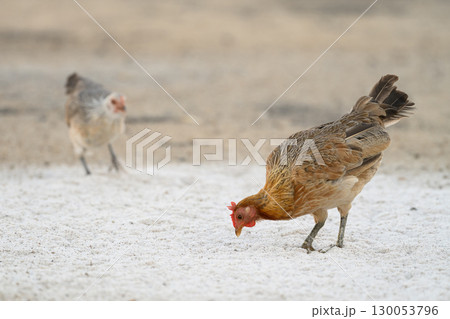 Selective focus of chicken.Chicken were looking for food. 130053796