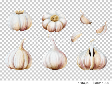 Garlic bulbs, cloves and husks watercolor illustration set isolated on white. Hand drawn whole vegetable and parts with skins and peels for kitchen, spicy food and culinary designs. Large collection 130053900