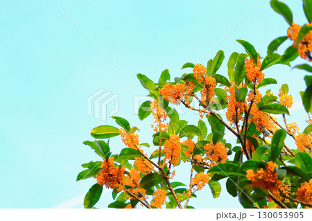 快晴の青空と鮮やかなオレンジ色の金木犀 130053905