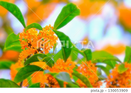 鮮やかなオレンジ色の可憐な小花の金木犀 130053909