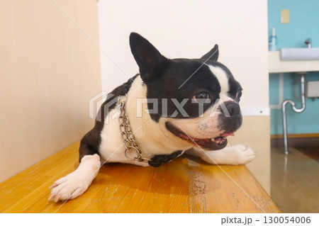 ベンチに伏せて可愛く見つめるボストンテリアのマイティ君 130054006