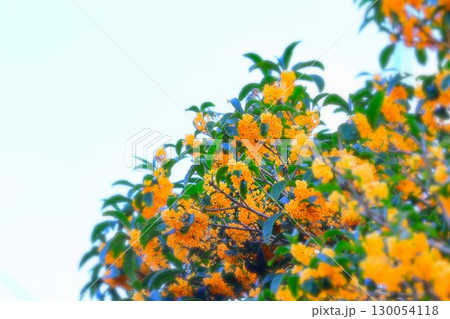 快晴の青空と鮮やかなオレンジ色の金木犀 快晴の青空と鮮やかなオレンジ色の金木犀 130054118
