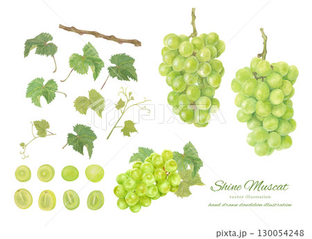 水彩で描いたシャインマスカットのベクターイラスト 水彩で描いたシャインマスカットのベクターイラスト 130054248