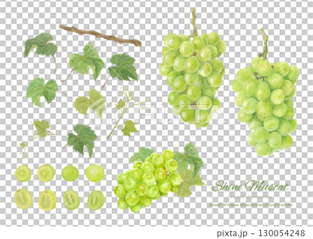 水彩で描いたシャインマスカットのベクターイラスト 水彩で描いたシャインマスカットのベクターイラスト 130054248