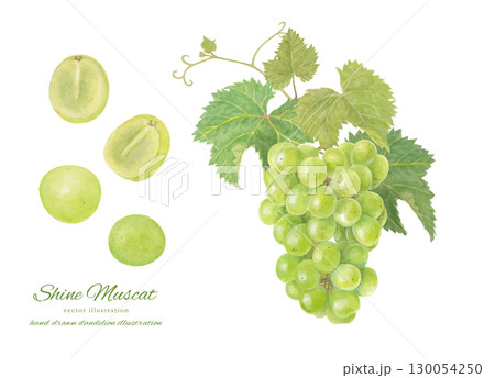 水彩で描いたシャインマスカットのベクターイラスト 130054250
