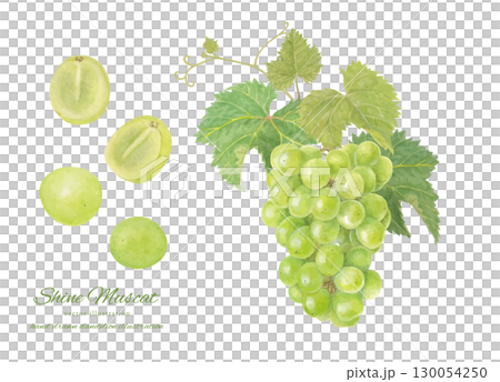 Watercolor Shine Muscat vector illustration 130054250