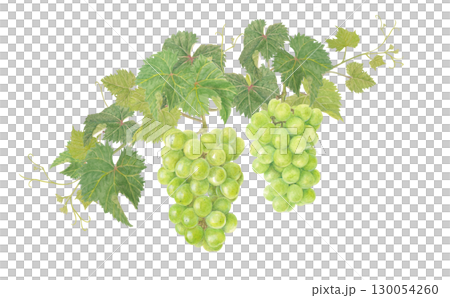 用水彩繪製的閃耀馬斯喀特插圖 130054260