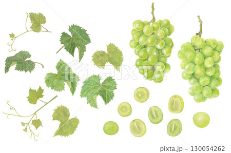 水彩で描いたシャインマスカットのイラスト 水彩で描いたシャインマスカットのイラスト 130054262