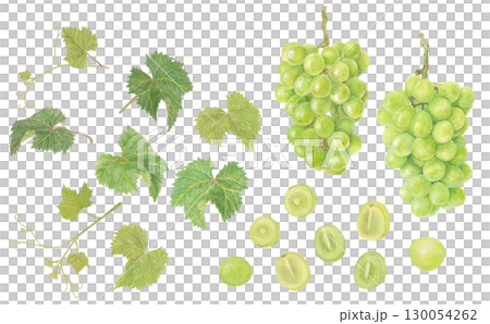 水彩で描いたシャインマスカットのイラスト 水彩で描いたシャインマスカットのイラスト 130054262