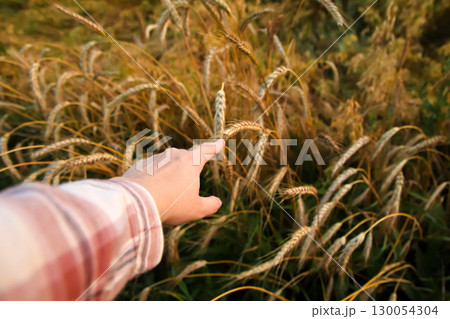 close-up of a farmer woman hand touching a wheat plant in a field. hand touching a wheat plant to check its growth. farmer hand touching wheat field. agribusiness quality control check 130054304