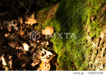 green moss on a tree in the forest. macro shot moss on tree forest. forest floor detail green texture. mindfulness nature pattern 130054306