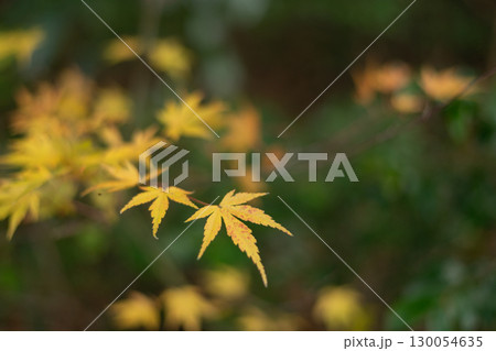 美しい紅葉の森 130054635