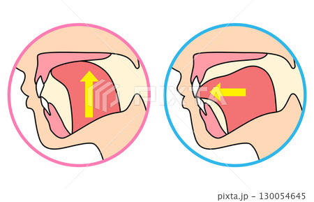 正しいミューイングの方法 適正な舌の位置と誤った舌の位置 正しいミューイングの方法 適正な舌の位置と誤った舌の位置 130054645