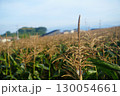 実りを終えたトウモロコシの雄穂 130054661