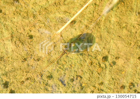 ジャンボタニシ 130054715