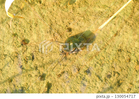 ジャンボタニシ 130054717