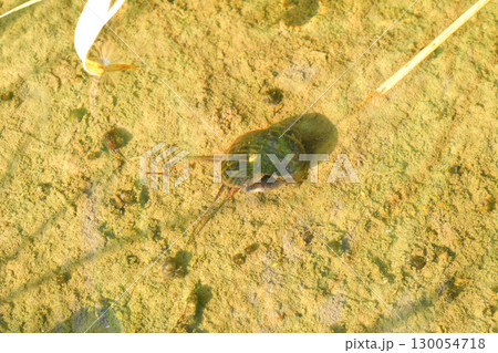 ジャンボタニシ ジャンボタニシ 130054718