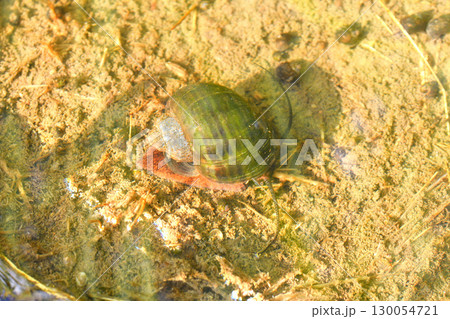 ジャンボタニシ ジャンボタニシ 130054721