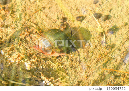 ジャンボタニシ 130054722