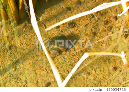 ジャンボタニシ 130054726