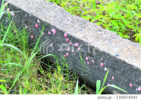 ジャンボタニシの卵 ジャンボタニシの卵 130054845