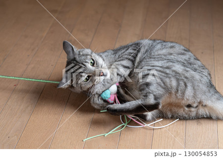 おもちゃで遊ぶ可愛い猫　サバトラ猫 130054853