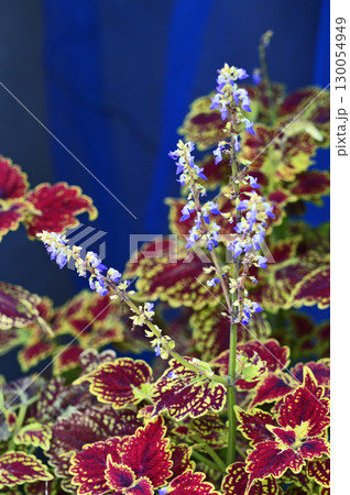 コリウス 130054949