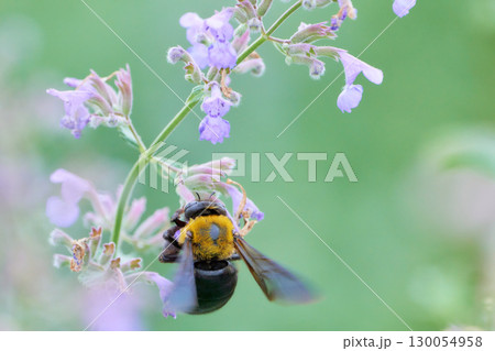 紫色の可愛いネペタの花にしがみつくクマバチ 紫色の可愛いネペタの花にしがみつくクマバチ 130054958