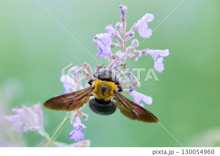 紫色の可愛いネペタの花にしがみつくクマバチ 紫色の可愛いネペタの花にしがみつくクマバチ 130054960