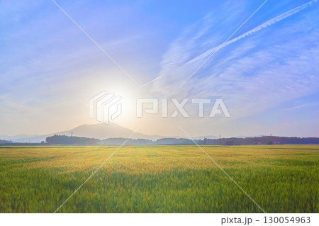 早朝の筑波山と金色に輝く麦畑の幻想的な風景と青空 130054963