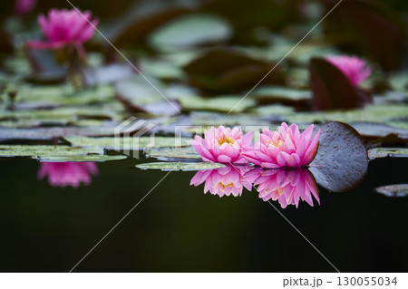 池に咲くピンク色の睡蓮の花 130055034
