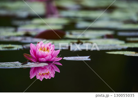 池に咲くピンク色の睡蓮の花 130055035