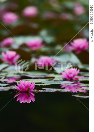 池に咲くピンク色の睡蓮の花 130055040
