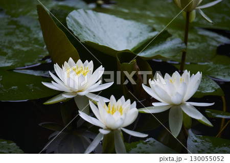 池に咲く白い睡蓮の花 130055052