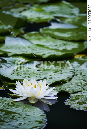 池に咲く白い睡蓮の花 130055053