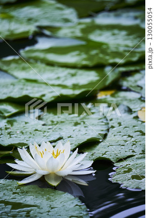 池に咲く白い睡蓮の花 130055054
