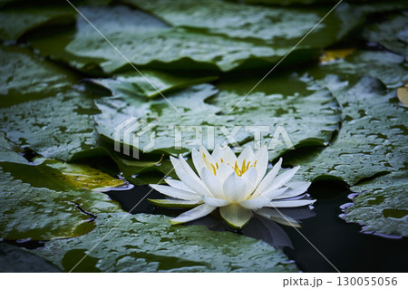 池に咲く白い睡蓮の花 池に咲く白い睡蓮の花 130055056
