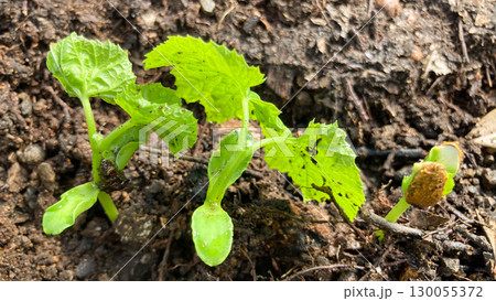 発芽したゴーヤ 発芽したゴーヤ 130055372