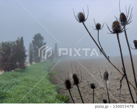 Thistles in foreground with spiders web and misty rural landscape 130055479
