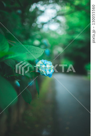 日陰の紫陽花(縦) 日陰の紫陽花(縦) 130055560