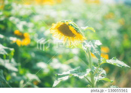 夏バテしているひまわり 夏バテしているひまわり 130055561