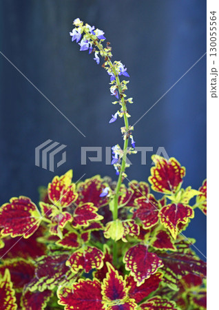 コリウス コリウス 130055564