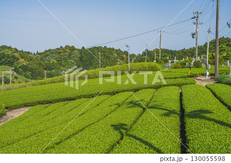 島田市の小夜の中山の茶畑の風景(静岡県) 130055598