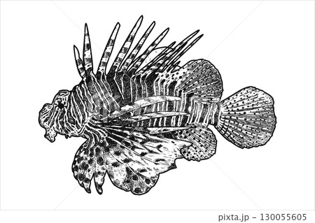 Hand drawn lionfish. Underwater world. Vector illustration 130055605