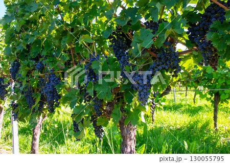 Vineyards in summer harvest. Large bunches of red wine grapes in sunny weather. Vineyards in summer harvest. Large bunches of red wine grapes in sunny weather. 130055795