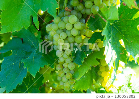 Vineyards in summer harvest. Large bunches of red wine grapes in sunny weather. Vineyards in summer harvest. Large bunches of red wine grapes in sunny weather. 130055802
