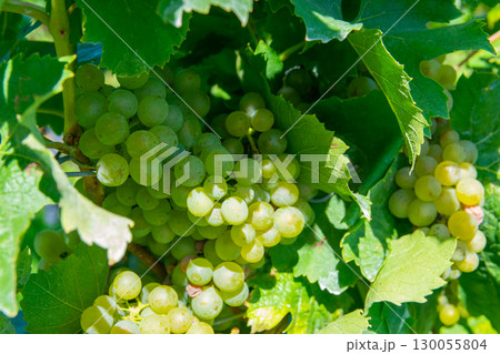Large bunches of red wine grapes in vineyard. Rows of grape trees. Green vineyards for wine production. Large bunches of red wine grapes in vineyard. Rows of grape trees. Green vineyards for wine production. 130055804