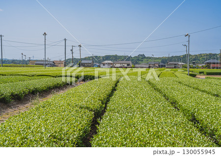 掛川市の吉岡大塚古墳周辺の茶畑の風景(静岡県) 130055945