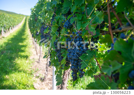 Large bunches of red wine grapes in vineyard. Rows of grape trees. Green vineyards for wine production. Large bunches of red wine grapes in vineyard. Rows of grape trees. Green vineyards for wine production. 130056223