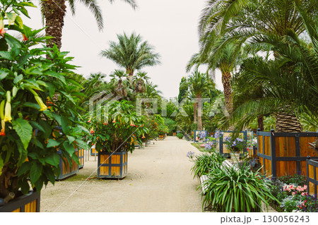 A beautiful and lush botanical pathway that winds through a vibrant garden landscape, surrounded by a variety of tropical plants and colorful blooms, creating a stunning and serene environment A beautiful and lush botanical pathway that winds through a vibrant garden landscape, surrounded by a variety of tropical plants and colorful blooms, creating a stunning and serene environment 130056243